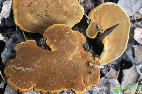 桑黃藥材種植方法-圖片版權歸惠農網所有