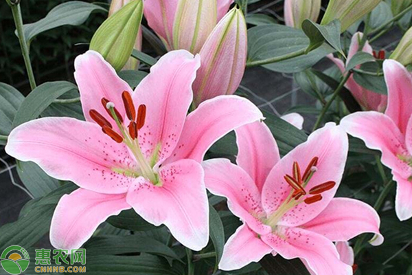 百合花可以地栽嗎？什么時間好？-圖片版權歸惠農網所有