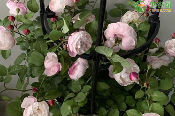 月季花修剪時間和方法-圖片版權歸惠農網(wǎng)所有
