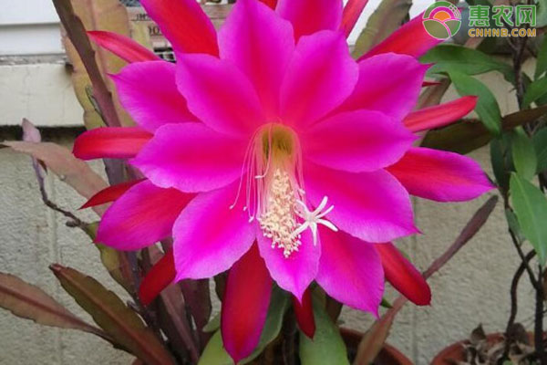 令箭荷花的養(yǎng)殖方法和修剪-圖片版權歸惠農(nóng)網(wǎng)所有