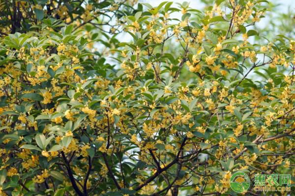 桂花什么時候修剪好？-圖片版權(quán)歸惠農(nóng)網(wǎng)所有