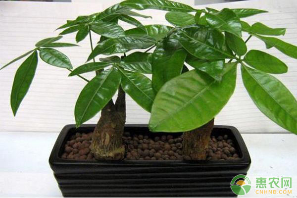 招財(cái)樹怎么養(yǎng)護(hù)與澆水？-圖片版權(quán)歸惠農(nóng)網(wǎng)所有