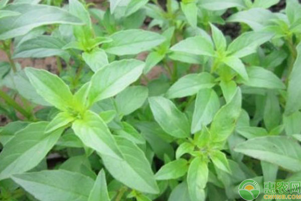 7月份能種荊芥嗎？-圖片版權(quán)歸惠農(nóng)網(wǎng)所有