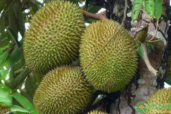 河南能種榴蓮嗎？-圖片版權(quán)歸惠農(nóng)網(wǎng)所有