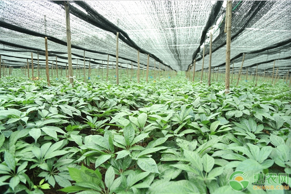 中草药种植技术-图片版权归惠农网所有