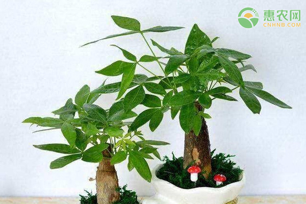 發(fā)財(cái)樹剪枝正確方法-圖片版權(quán)歸惠農(nóng)網(wǎng)所有