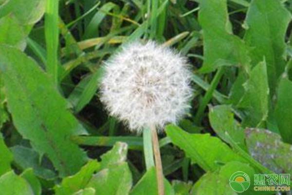 藥材種子種植技術(shù)-圖片版權(quán)歸惠農(nóng)網(wǎng)所有
