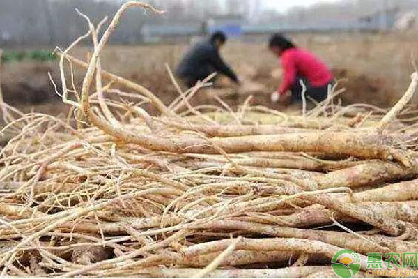 中草药种植技术-图片版权归惠农网所有