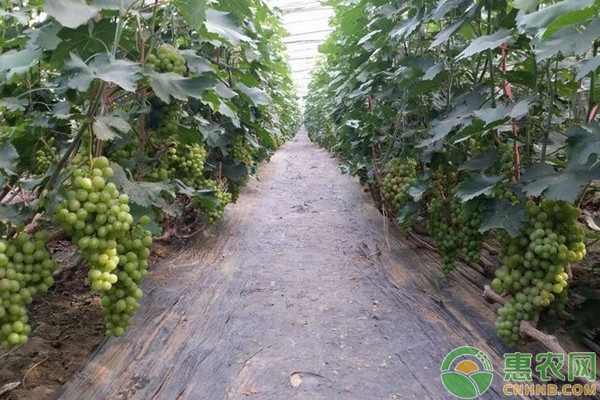 葡萄夏季修剪的方法-图片版权归惠农网所有