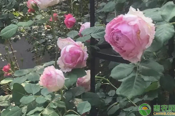 月季花養(yǎng)殖方法和注意事項-圖片版權(quán)歸惠農(nóng)網(wǎng)所有