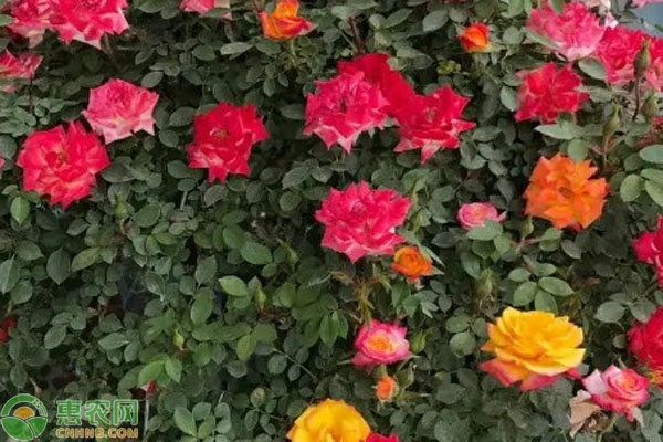 月季花養(yǎng)殖方法和注意事項-圖片版權(quán)歸惠農(nóng)網(wǎng)所有