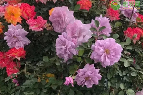 月季花養(yǎng)殖方法和注意事項-圖片版權(quán)歸惠農(nóng)網(wǎng)所有