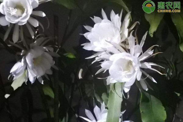 曇花的養(yǎng)殖方法-圖片版權(quán)歸惠農(nóng)網(wǎng)所有