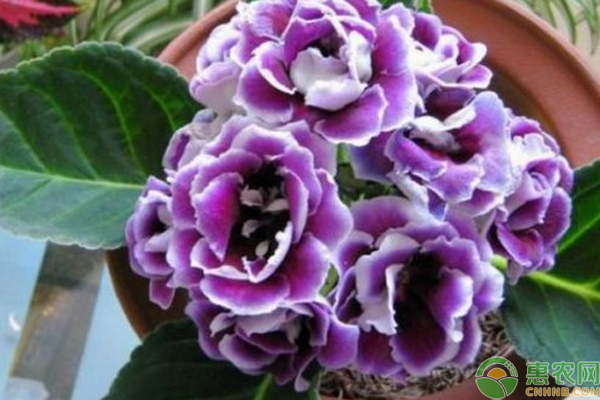 大巖桐花的養(yǎng)殖方法-圖片版權(quán)歸惠農(nóng)網(wǎng)所有