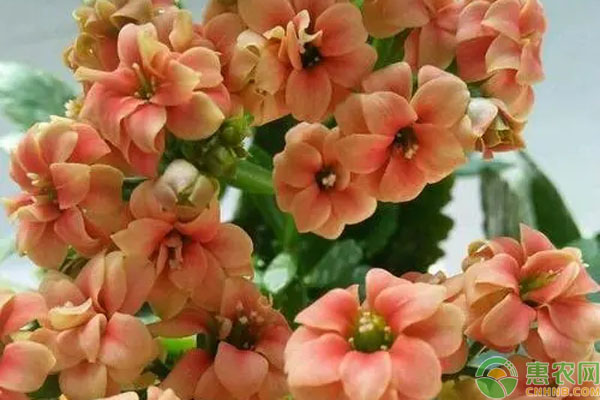 長壽花養(yǎng)殖方法與技巧-圖片版權(quán)歸惠農(nóng)網(wǎng)所有