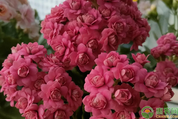 長壽花養(yǎng)殖方法與技巧-圖片版權(quán)歸惠農(nóng)網(wǎng)所有