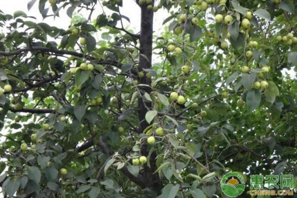 梨樹什么時(shí)候剪枝最好？怎樣剪？-圖片版權(quán)歸惠農(nóng)網(wǎng)所有
