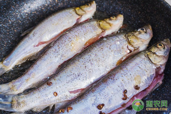白魚養(yǎng)殖的方法及技術-圖片版權歸惠農(nóng)網(wǎng)所有