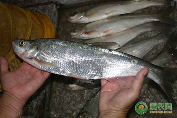 白魚養(yǎng)殖的方法及技術-圖片版權歸惠農(nóng)網(wǎng)所有