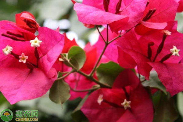 三角梅怎么修剪才開花爆盆？-圖片版權(quán)歸惠農(nóng)網(wǎng)所有
