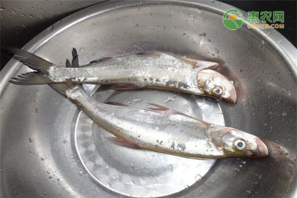 白魚養(yǎng)殖的方法及技術-圖片版權歸惠農(nóng)網(wǎng)所有