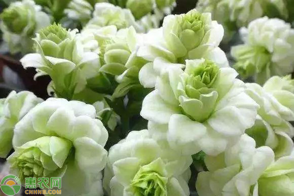 長壽花什么時候修剪？怎么修剪？-圖片版權(quán)歸惠農(nóng)網(wǎng)所有