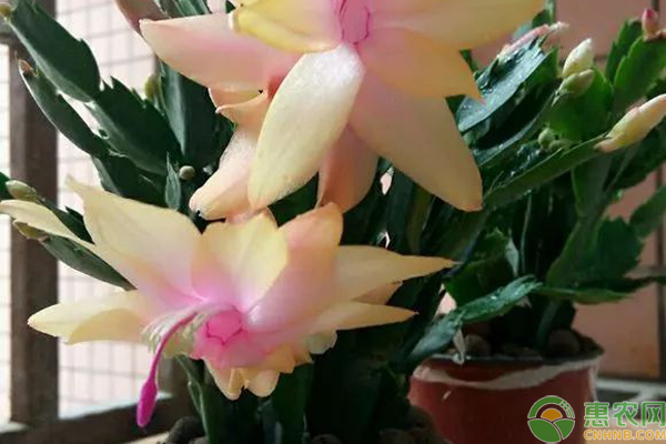 蟹爪蘭怎么養(yǎng)才能開花？-圖片版權(quán)歸惠農(nóng)網(wǎng)所有