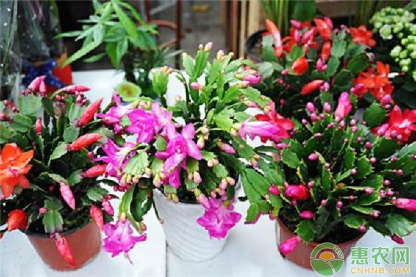 蟹爪蘭怎么過夏？-圖片版權(quán)歸惠農(nóng)網(wǎng)所有