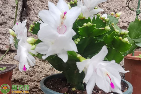 蟹爪蘭怎么養(yǎng)才能開花？-圖片版權(quán)歸惠農(nóng)網(wǎng)所有