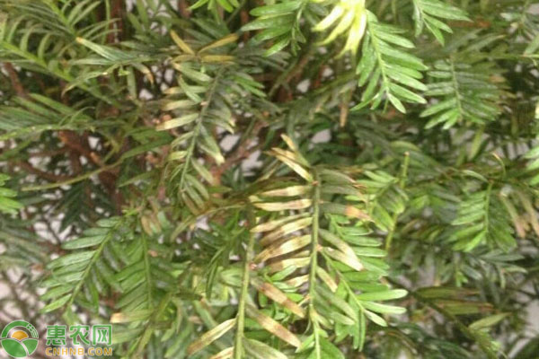 紅豆杉葉子發(fā)黃的原因及解決方法-圖片版權(quán)歸惠農(nóng)網(wǎng)所有