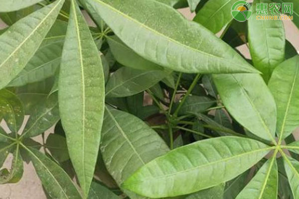 剛移植的發(fā)財(cái)樹要怎樣澆水？-圖片版權(quán)歸惠農(nóng)網(wǎng)所有