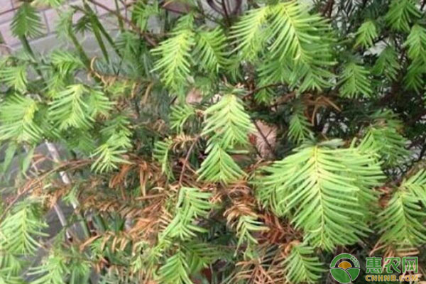 紅豆杉葉子發(fā)黃的原因及解決方法-圖片版權(quán)歸惠農(nóng)網(wǎng)所有