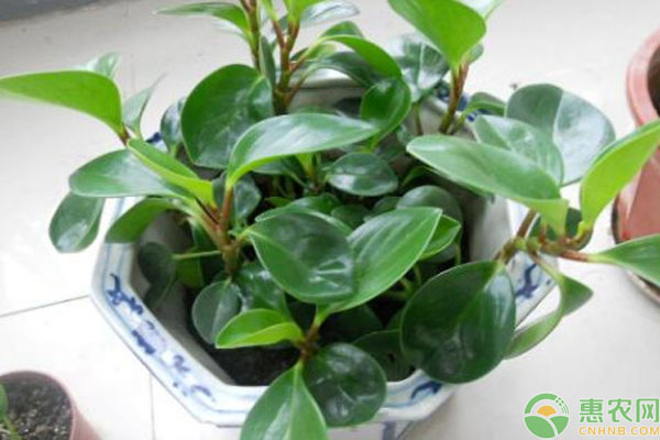 青葉碧玉怎么養(yǎng)？-圖片版權(quán)歸惠農(nóng)網(wǎng)所有