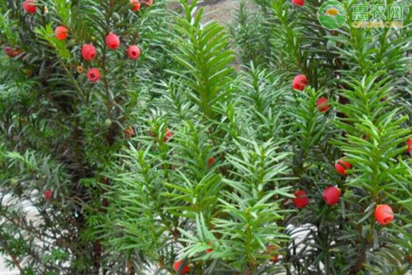 紅豆杉葉子發(fā)黃的原因及解決方法-圖片版權(quán)歸惠農(nóng)網(wǎng)所有