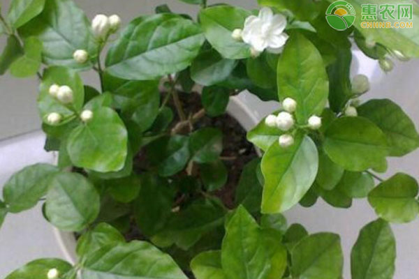 茉莉花怎么養(yǎng)才能活得好？-圖片版權(quán)歸惠農(nóng)網(wǎng)所有