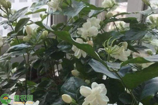 茉莉花怎么養(yǎng)才能活得好？-圖片版權(quán)歸惠農(nóng)網(wǎng)所有