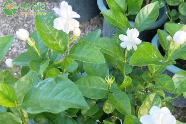 茉莉花好養(yǎng)嗎？怎么養(yǎng)？-圖片版權(quán)歸惠農(nóng)網(wǎng)所有