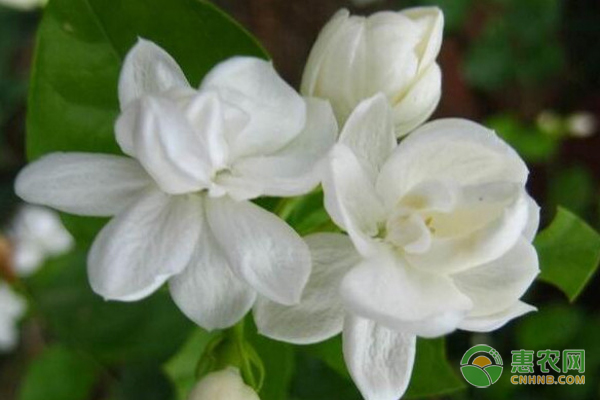 茉莉花怎么養(yǎng)才能活得好？-圖片版權(quán)歸惠農(nóng)網(wǎng)所有