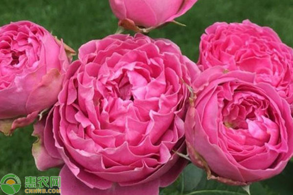 玫瑰花怎么養(yǎng)才能保存長(zhǎng)久？-圖片版權(quán)歸惠農(nóng)網(wǎng)所有