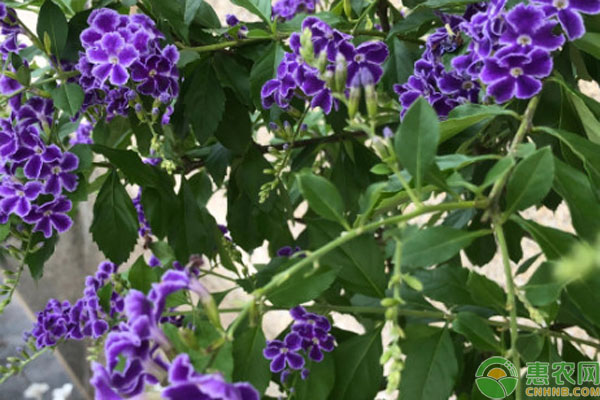蕾絲金露花的養(yǎng)殖方法和注意事項-圖片版權(quán)歸惠農(nóng)網(wǎng)所有