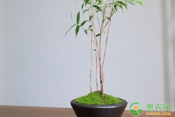 紅觀音竹的養(yǎng)殖方法和注意事項(xiàng)-圖片版權(quán)歸惠農(nóng)網(wǎng)所有
