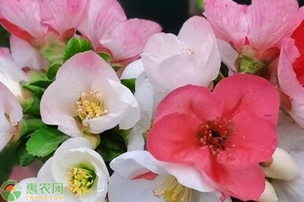 海棠花養(yǎng)殖方法和注意事項(xiàng)-圖片版權(quán)歸惠農(nóng)網(wǎng)所有