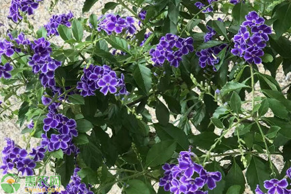 蕾絲金露花的養(yǎng)殖方法和注意事項-圖片版權(quán)歸惠農(nóng)網(wǎng)所有
