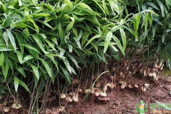 黃精種植季節(jié)幾月份？-圖片版權(quán)歸惠農(nóng)網(wǎng)所有