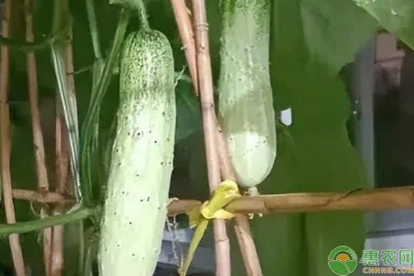 秋黃瓜的最佳種植時(shí)間-圖片版權(quán)歸惠農(nóng)網(wǎng)所有