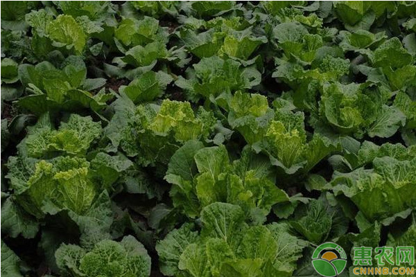 大白菜什么时候种合适？-图片版权归惠农网所有
