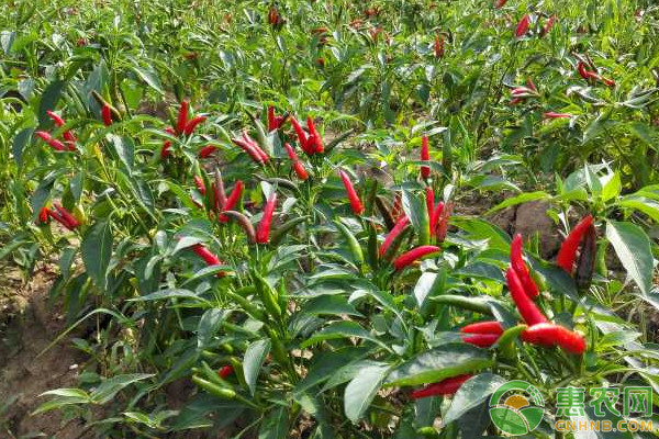 辣椒種植季節(jié)是幾月份？-圖片版權(quán)歸惠農(nóng)網(wǎng)所有