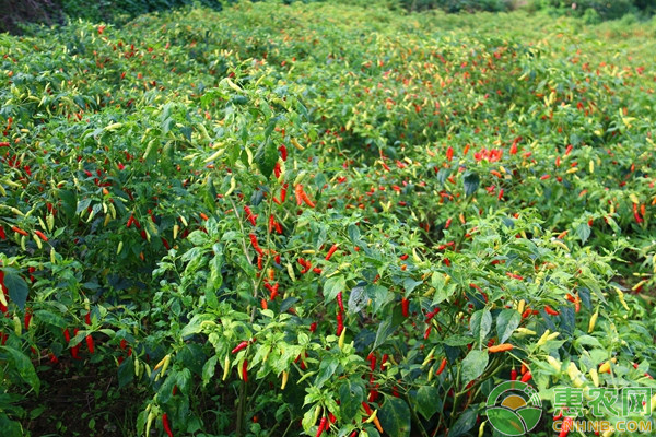 辣椒種植季節(jié)是幾月份？-圖片版權(quán)歸惠農(nóng)網(wǎng)所有