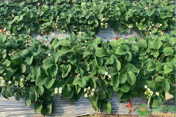 草莓什么時(shí)間種植最好？-圖片版權(quán)歸惠農(nóng)網(wǎng)所有