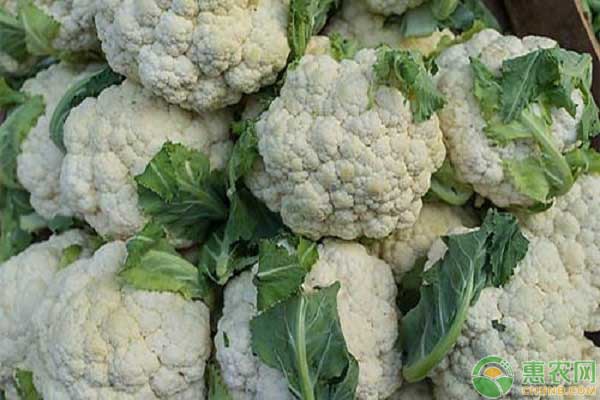 花菜什么時(shí)間種植最好？-圖片版權(quán)歸惠農(nóng)網(wǎng)所有